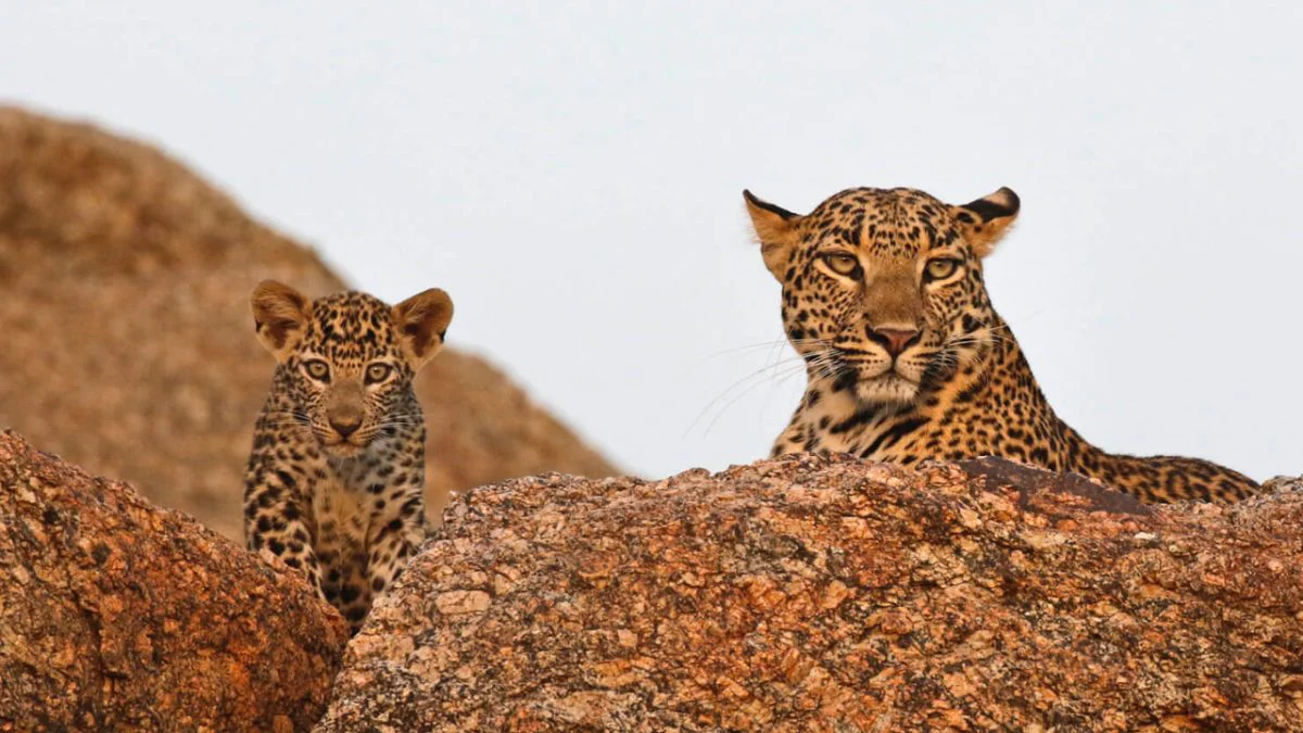 Jawai