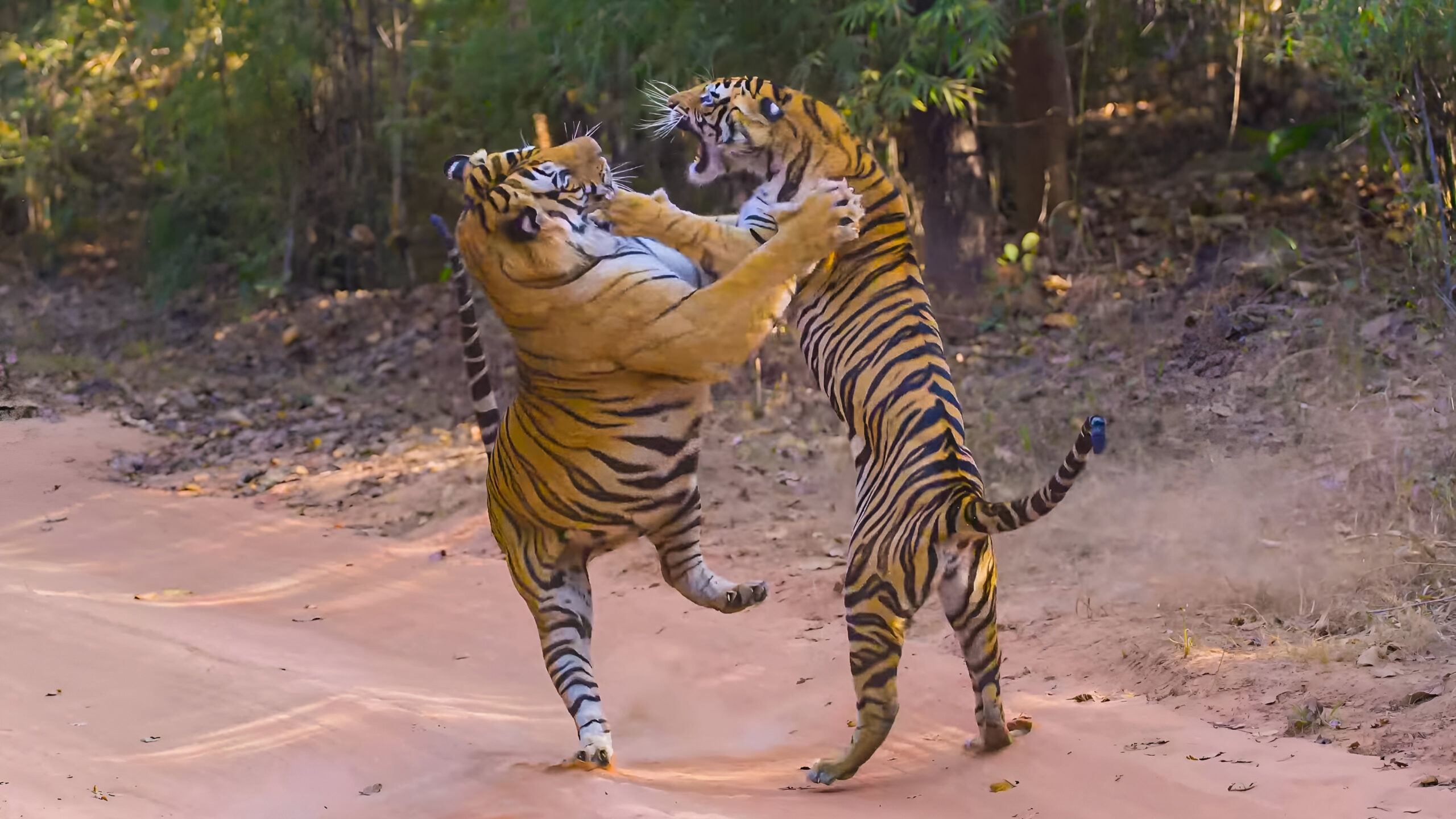 Ranthambore