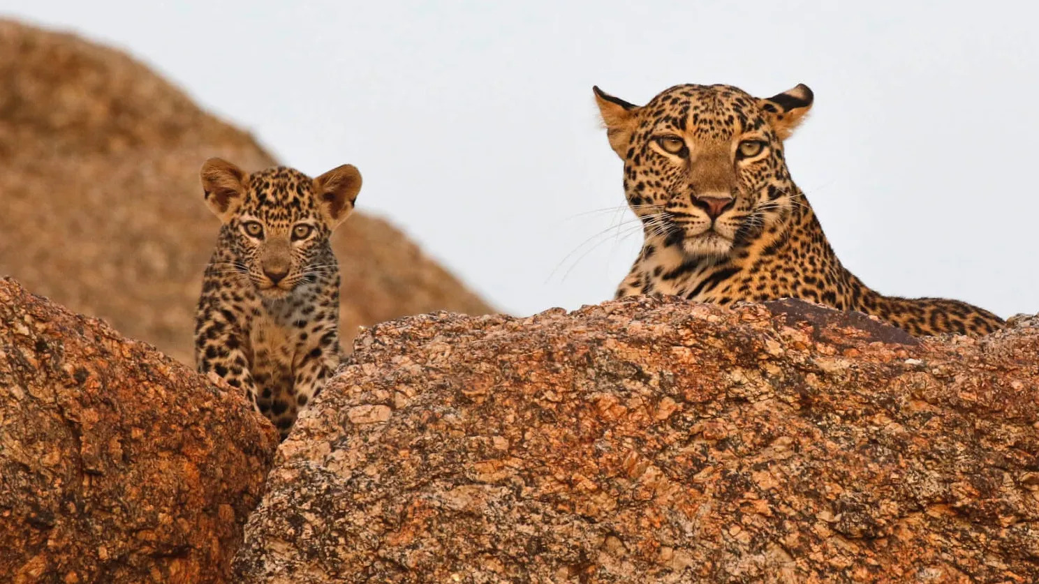 Jawai - Land of Leopards